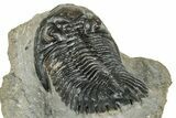 Detailed Hollardops Trilobite Fossil - Ofaten, Morocco #327540-4